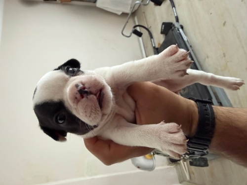 FRENCH BULLDOG 1 AYLIK ÜCRETSİZ ÖMÜRLÜK YUVA fotoğraf