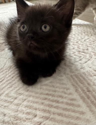 Ücretsiz kedi sahiplendirme fotoğraf