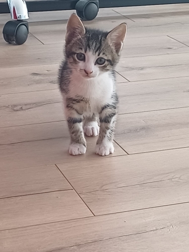 1.5 AYLIK DİŞİ VE ERKEK TEKİRCANLAR fotoğraf