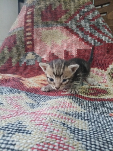 Denizli'de yavru kedi ilanı (2 aylık olunca sahiplerine verilecektir) fotoğraf