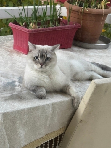 Bobimizi ücretsiz sahiplendirmek istiyoruz fotoğraf