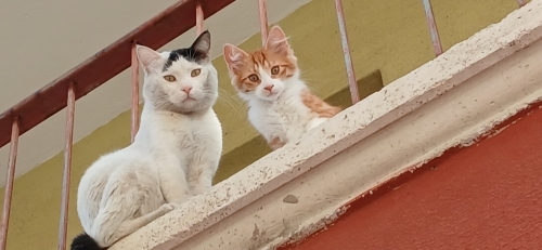 3 tane sevimli yavru kedi fotoğraf