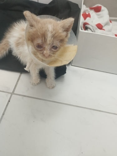 Kör bebek yuvasını bekliyor fotoğraf