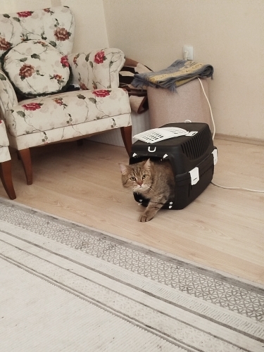 Sakin uysal eğitimli fotoğraf