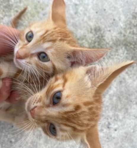 Anneleri öldü şimdilik korumaya alındılar acil yuva fotoğraf