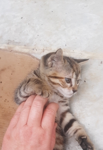 Akıllı minnak'a acil yuva izmit fotoğraf