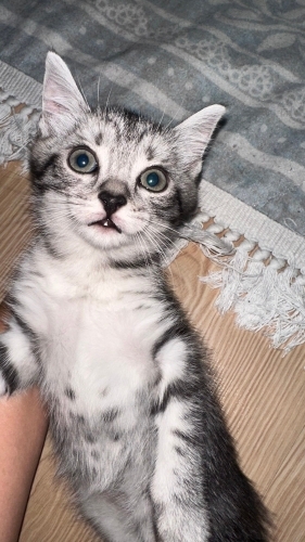 Acil yuva aranıyor fotoğraf