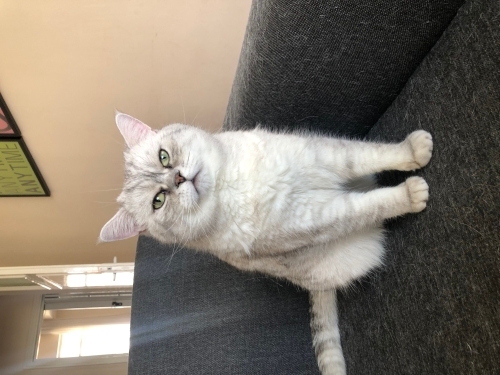 Meraklı ve Uyumlu fotoğraf