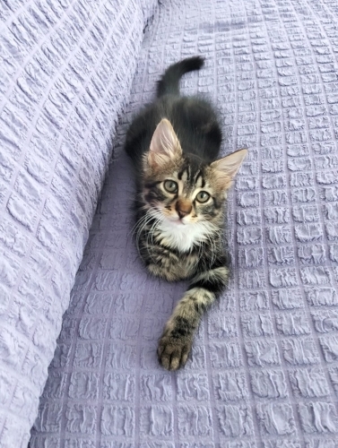 Domestic Longhair 3 aylık erkek sevgi dolu yavru fotoğraf