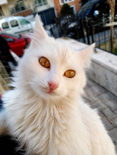 Pamuk yuvasını Arıyor fotoğraf