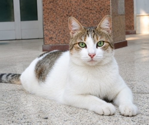 AHU Yuvasını Arıyor fotoğraf