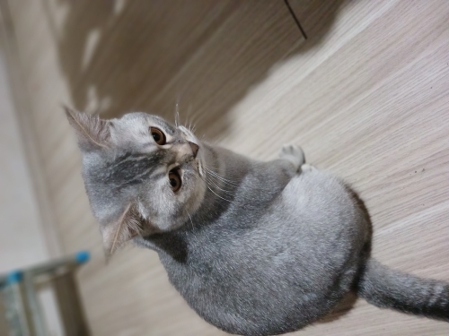Erkek kedi kısır değildir fotoğraf