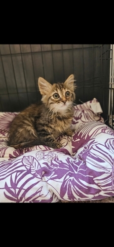 POFUDUK PONÇİK YUVASINI ARIYOR! 🐾 fotoğraf