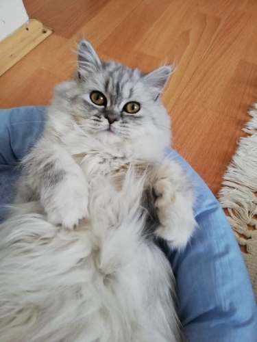 Çok uslu ve sadık gümüş fotoğraf