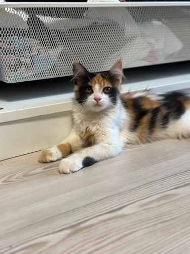 3 Kardeş Antalya’da yuva arıyor fotoğraf