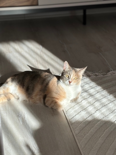 Kızıma Yuva Arıyorum fotoğraf