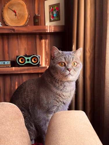 çok sakin uyumlu bir kedi fotoğraf