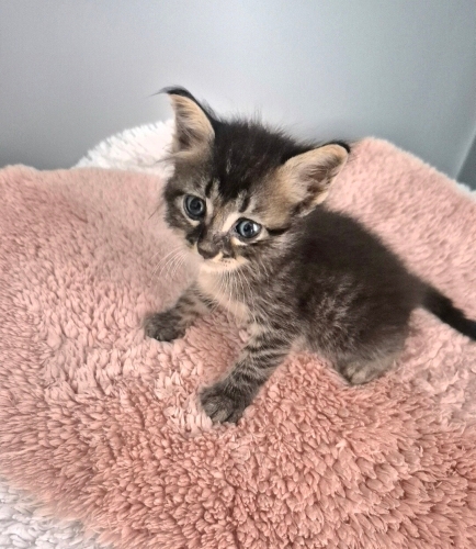 LÜTFEN ÇOK ACİL 😿 AKILLI, OYUN DELİSİ, SEVGİ DOLU BEBEĞE AİLE OLUR MUSUNUZ 🫶🏼 fotoğraf