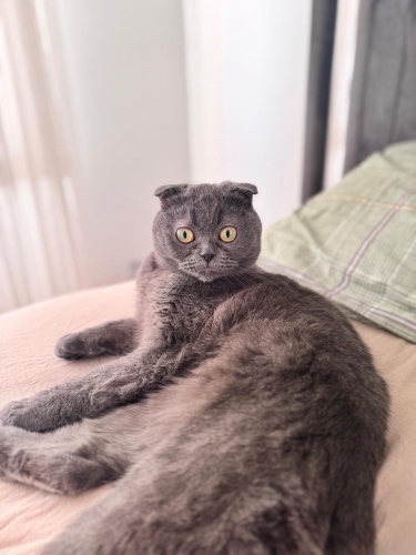 3 yaşında dişi 3 yaşında scottish fold kedimi sahiplendirme o istiyorum fotoğraf