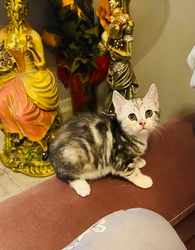 Küçük melez bebeye ömürlük yuva fotoğraf