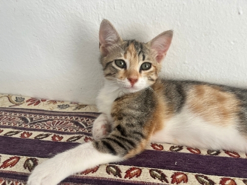 Bana yuva olurmusun fotoğraf