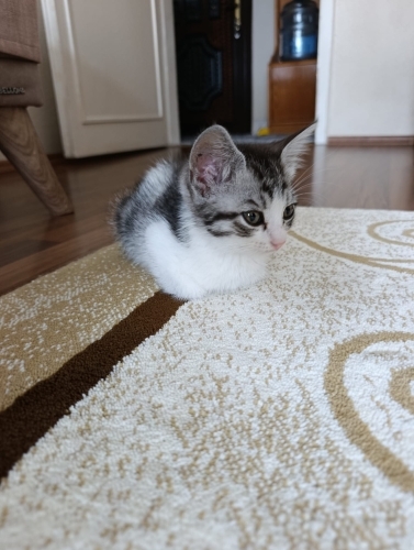 Annesiz kalmış miniğe acil yuva fotoğraf