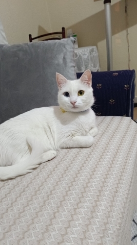 Uysal oyuncu ev kedisi fotoğraf
