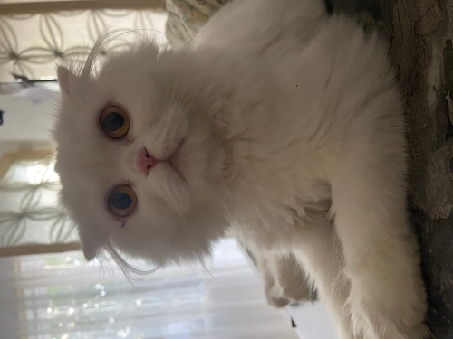 Sokakta buldum kedi bakmıyorum Sahiplendirme ücrt fotoğraf