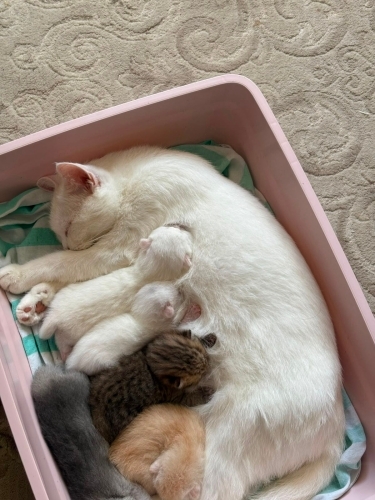 British Shorthair Yavrular Ve Annesi fotoğraf