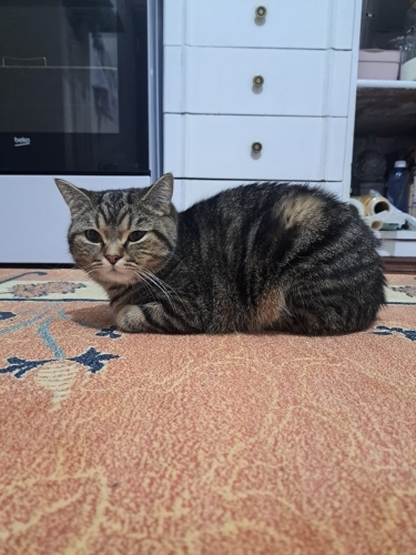Çiko yuva arıyor fotoğraf