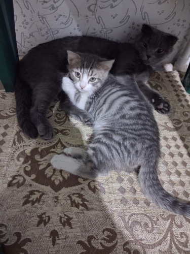 Scottish Fold, takip şartı ile ücretsiz sahiplendirilecek fotoğraf