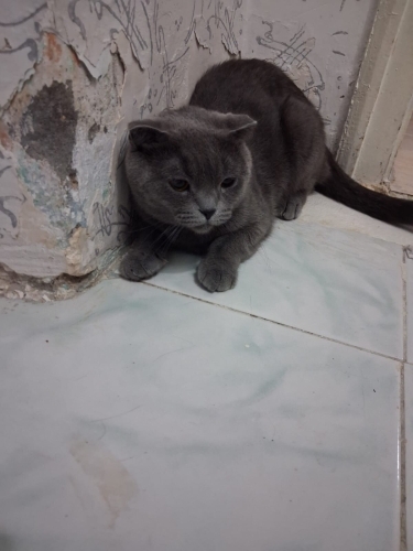 scottish fold, takip şartı ile sahiplendirilecek fotoğraf