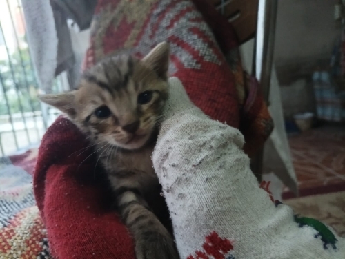 Denizli'de yavru kedi ilanı (2 aylık olunca sahiplerine verilecektir) fotoğraf