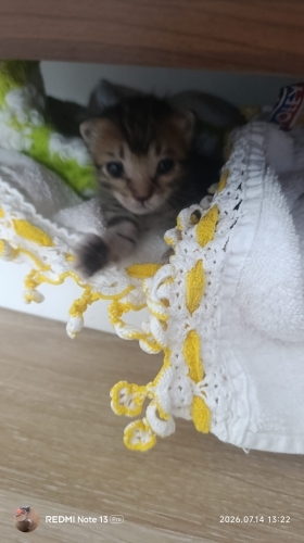 Çok nazlı, şekerli şeker fotoğraf
