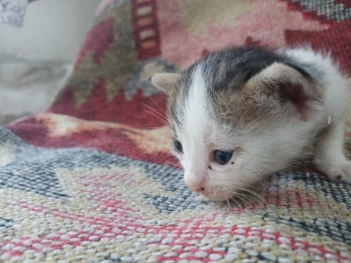Denizli'de yavru kedi ilanı (2 aylık olunca sahiplerine verilecektir) fotoğraf