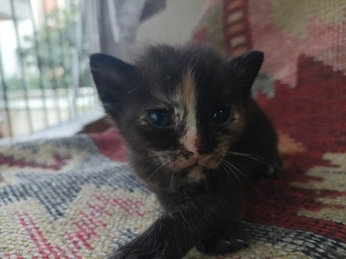 Denizli'de yavru kedi ilanı (2 aylık olunca sahiplerine verilecektir) fotoğraf