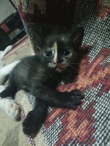 Denizli'de yavru kedi ilanı fotoğraf
