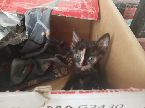 Denizli'de yavru kedi ilanı fotoğraf