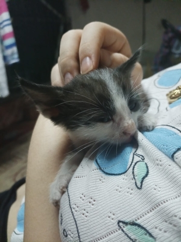 Denizli'de yavru kedi ilanı fotoğraf