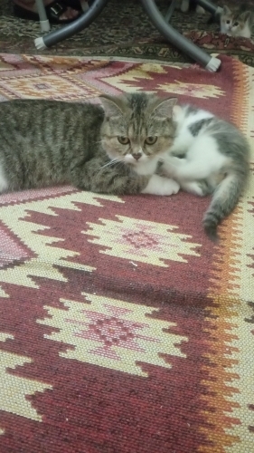 Kahverengi vesarı karısık fotoğraf