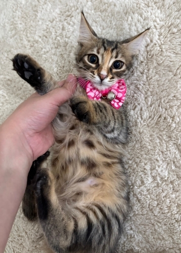 3 aylık dişi yavru kedi fotoğraf