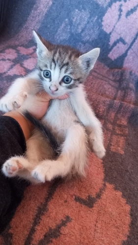 Ömürlük yuva arıyorum fotoğraf