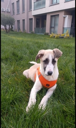 Acil yuva aranıyor fotoğraf