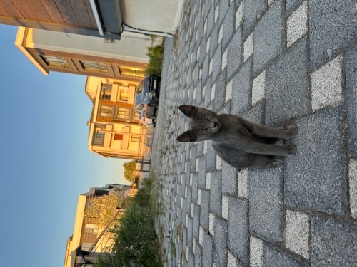 Acil Yuva Arıyoruz . Sevginize ihtiyaçları var fotoğraf