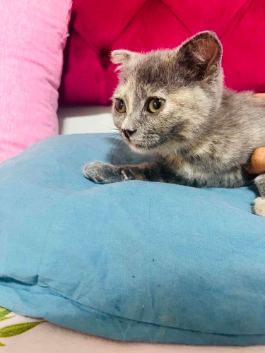 ÜCRETSİZ 2 aylık ömürlük yuva arıyor fotoğraf