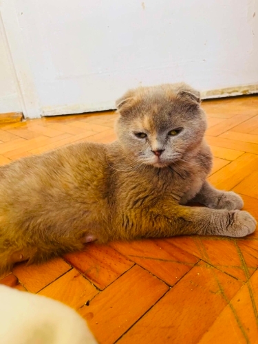 Ücretsiz 1 yaşında scottish fold fotoğraf