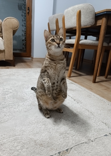 Mia için kalıcı yuva arıyoruz fotoğraf