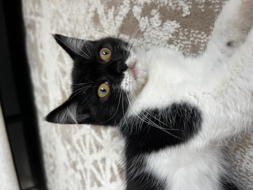 Annesi cins yavru kedi fotoğraf