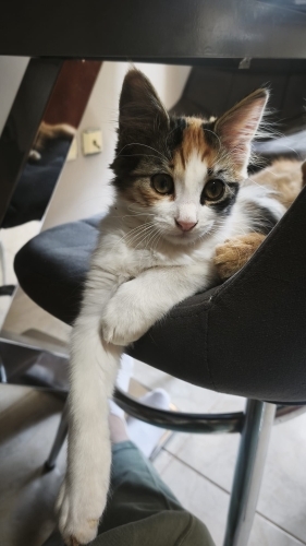 Kalıcı yuvasını arıyoruz fotoğraf