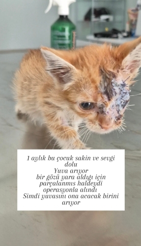 Tek gözü olmayan kedimiz Şans yuva arıyor fotoğraf